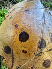 Dothideomycetes