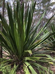 Doryanthes excelsa