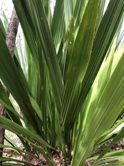 Doryanthes excelsa