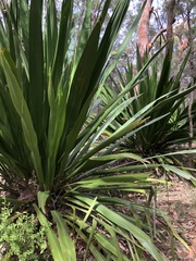 Doryanthes excelsa