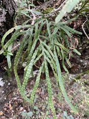 Polypodium ensiforme