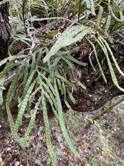 Polypodium ensiforme