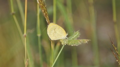 Eurema elathea