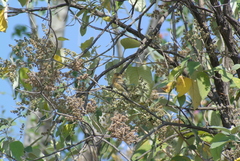 Empidonax fulvifrons