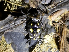 Micrathena lepidoptera