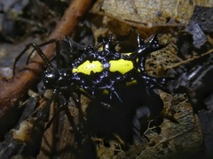 Micrathena lepidoptera