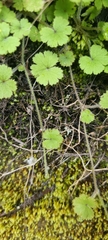 Hydrocotyle moschata