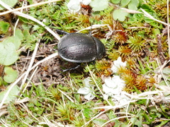 Scythrodes squalidus