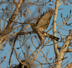 Accipiter cooperii