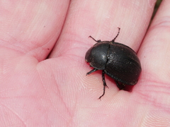 Scythrodes squalidus