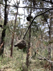 Hakea sericea