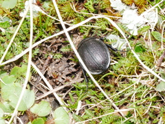 Scythrodes squalidus