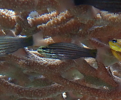 Cheilodipterus artus