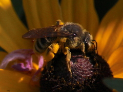Andrena rudbeckiae