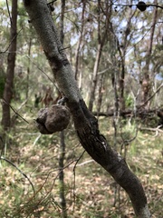 Hakea sericea