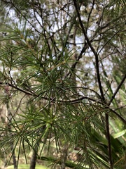 Hakea sericea