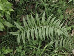 Polystichum wawranum