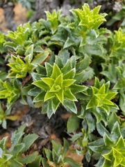 Haplopappus foliosus