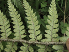 Polystichum wawranum