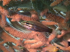 Cheilodipterus artus