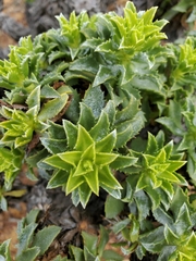 Haplopappus foliosus