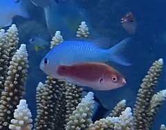 Cirrhilabrus punctatus