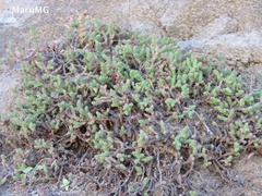 Sedum moranense