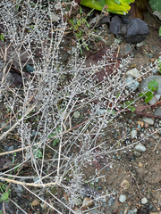 Lepidium heterophyllum