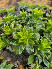 Haplopappus foliosus