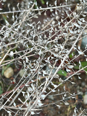 Lepidium heterophyllum