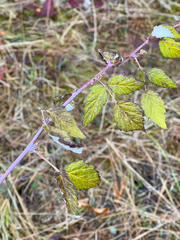 Rubus leucodermis
