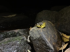 Ranoidea lesueuri