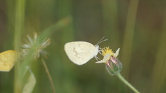 Eurema elathea