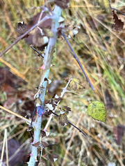 Rubus leucodermis