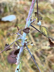 Rubus leucodermis