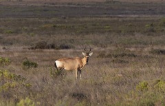 Alcelaphus buselaphus caama