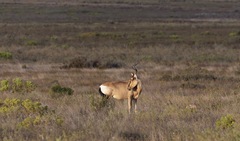 Alcelaphus buselaphus caama