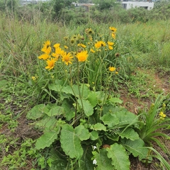 Berkheya speciosa