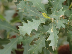 Banksia quercifolia