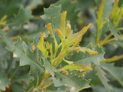 Banksia quercifolia