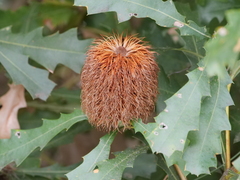Banksia quercifolia