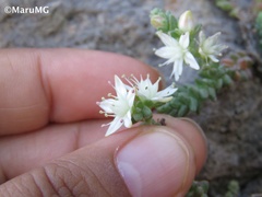 Sedum moranense