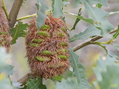 Banksia quercifolia