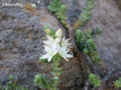 Sedum moranense
