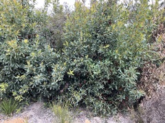 Banksia quercifolia