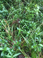 Carex comosa