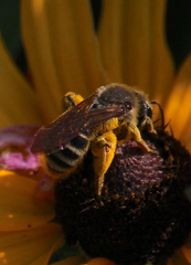 Andrena rudbeckiae