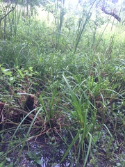 Carex comosa