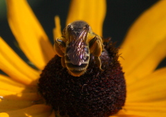 Andrena rudbeckiae