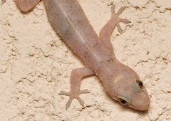 Hemidactylus
